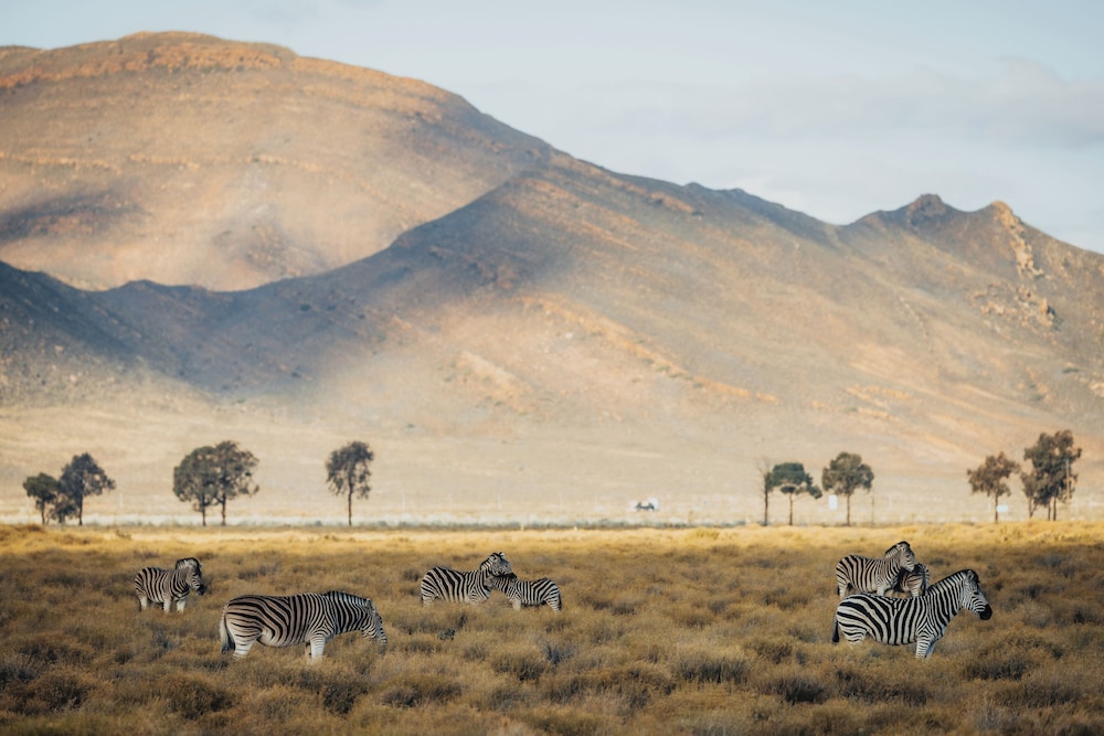 Aquila Private Game Reserve 58/65