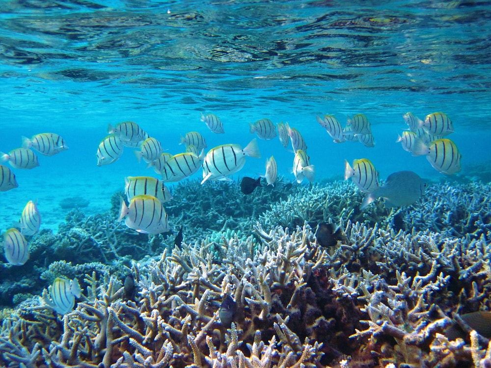Nika Island Resort & Spa, Maldives 52/67