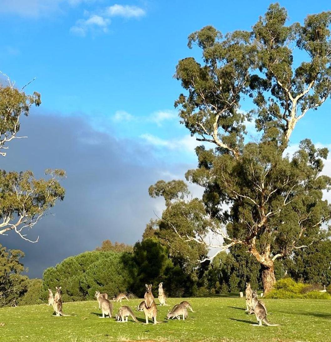 MERINGA SPRINGS 34/41