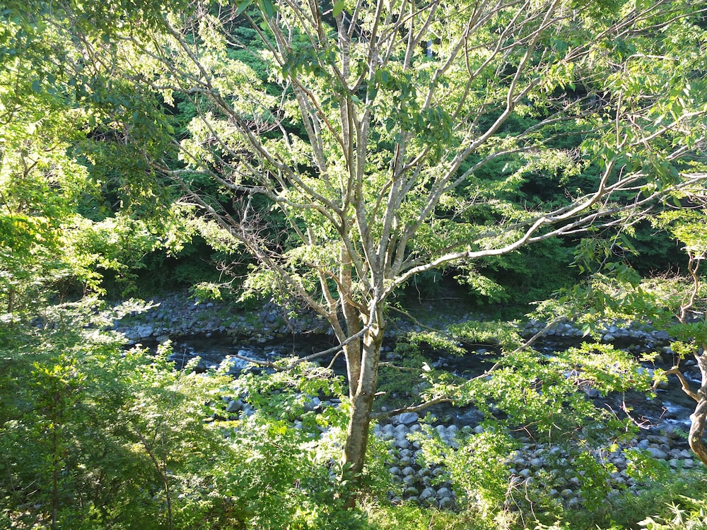 Annex Turtle Hotori-An 50/52