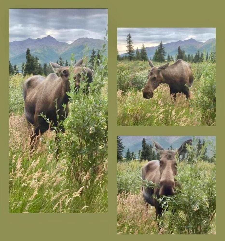 Denali Park Hotel 25/35