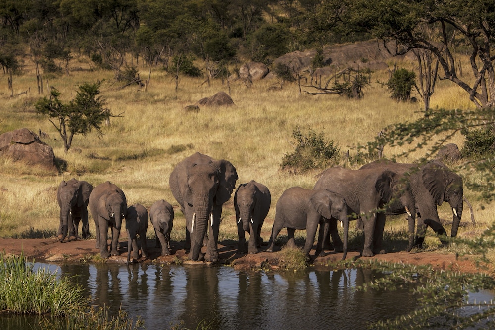 Four Seasons Safari Lodge Serengeti, Tanzania 3/66