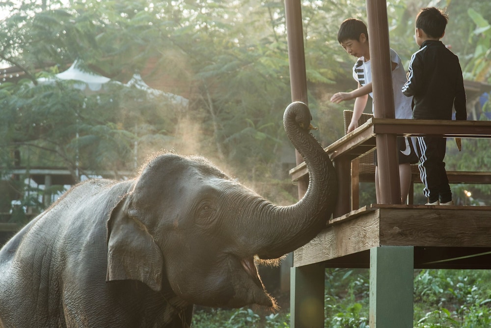 Chiang Mai Elephant Friends 27/50