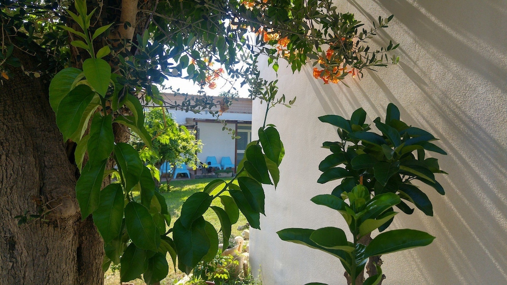 Il Giardino Fra Gli Ulivi 22/56
