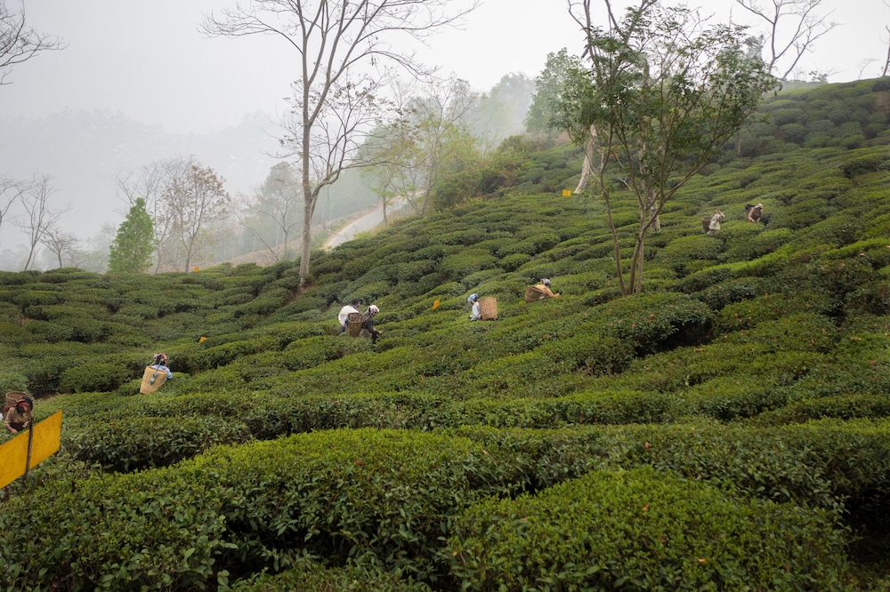 Ama Stays & Trails Puttabong Cottage, Darjeeling 43/50