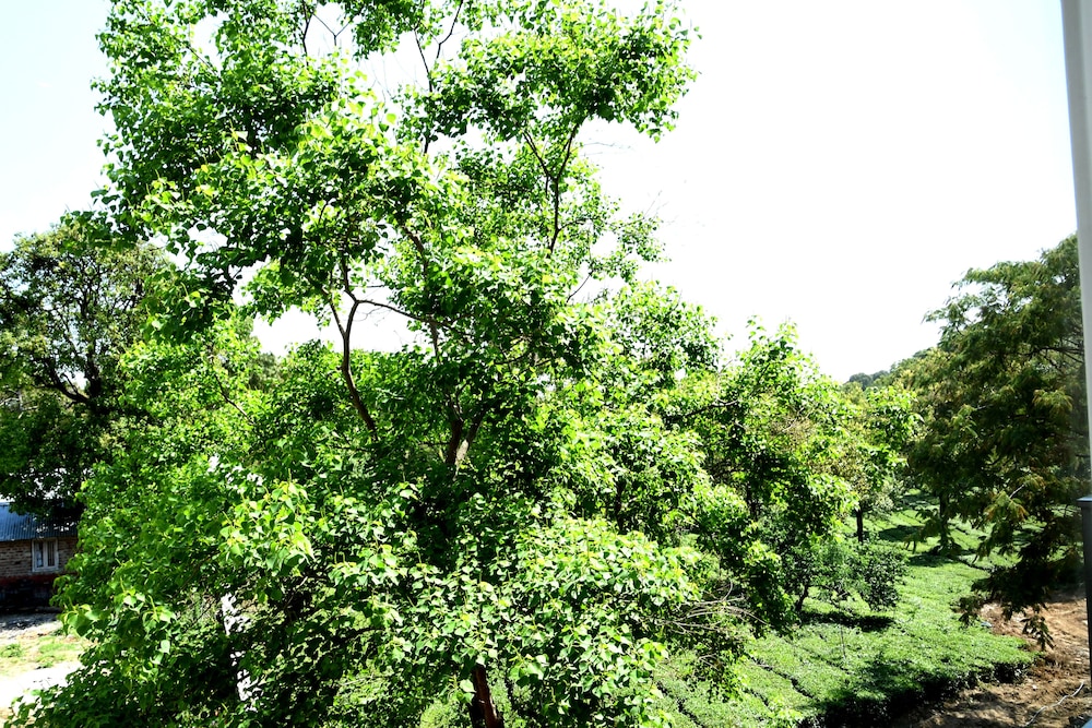 Mastiff Villa Camellia, Palampur 31/37