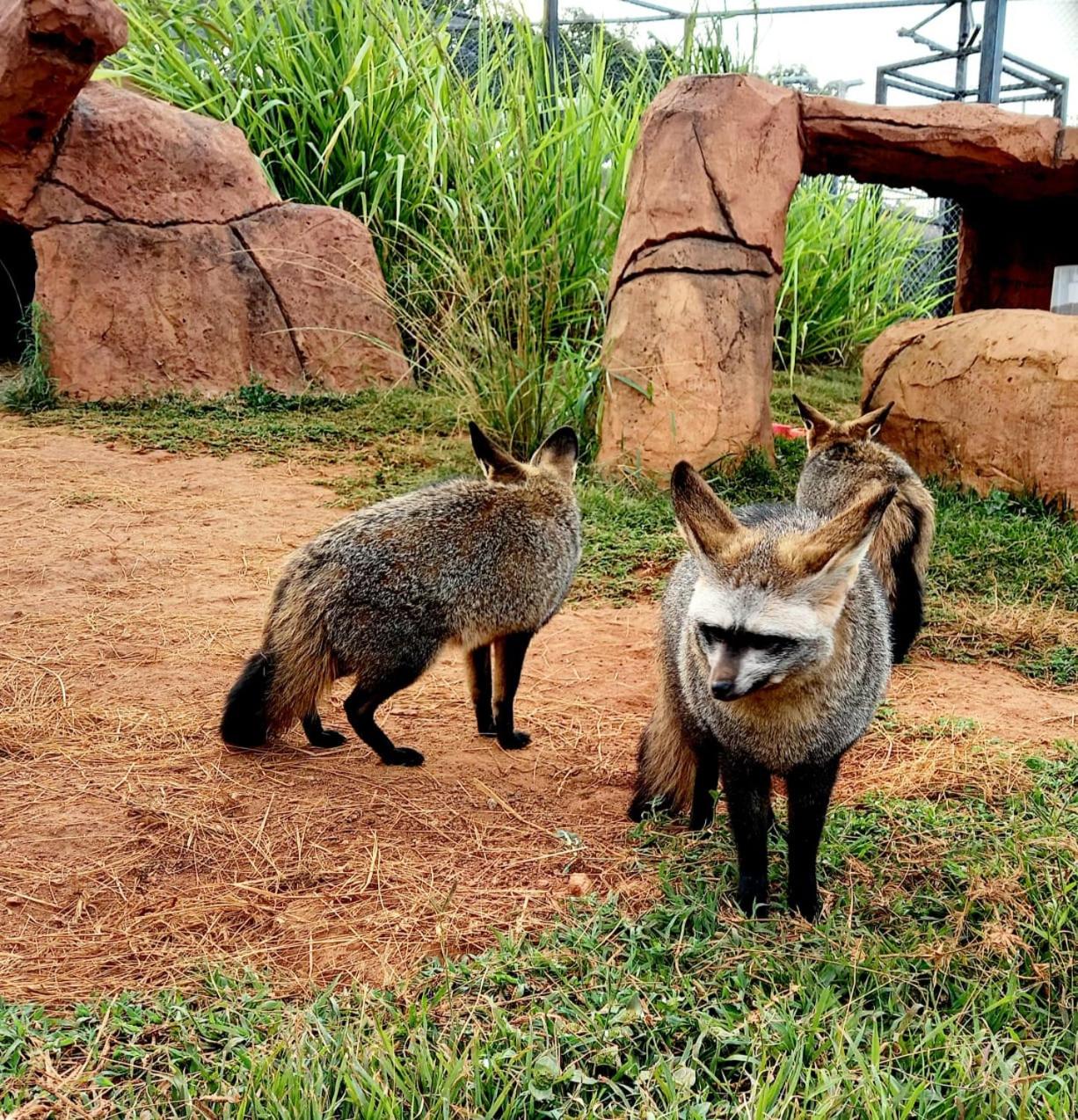 Pumbaa Wildlife Park and Accommodation 34/38