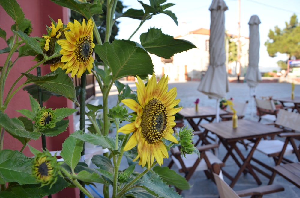 Helianthus Guesthouse 42/50