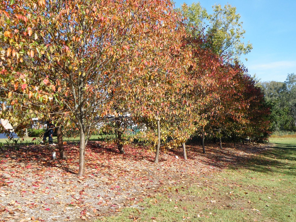 LAKE HAMILTON MOTOR VILLAGE AND CARAVAN PARK 33/50