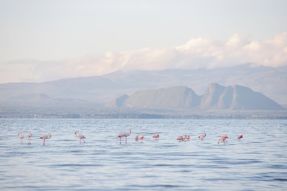Lake Elementaita Mountain Lodge 41/50