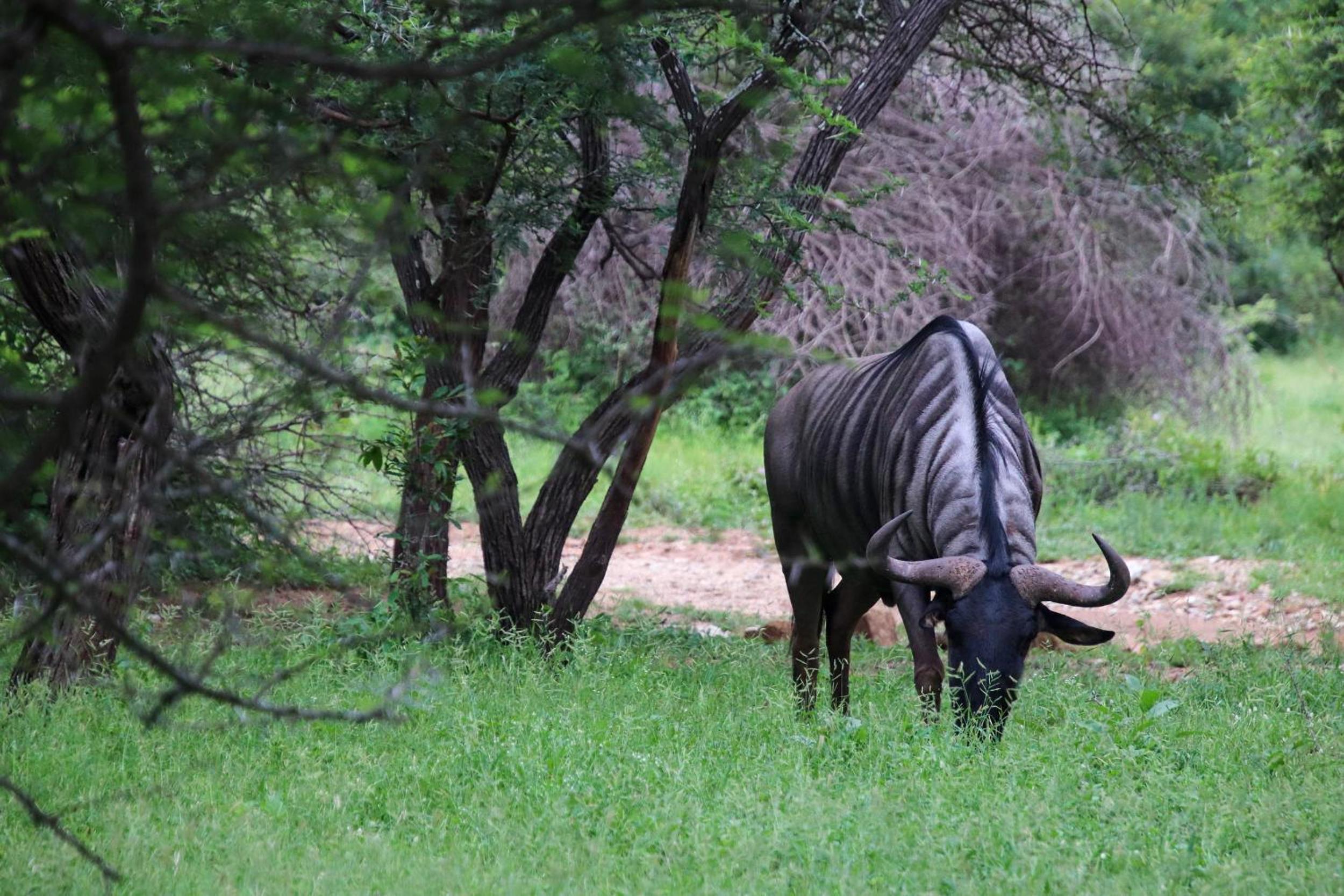 Umkhaya 32/41