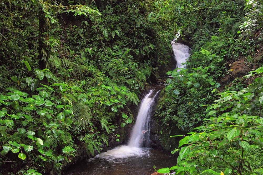 Monteverde Lodge and Gardens 46/50