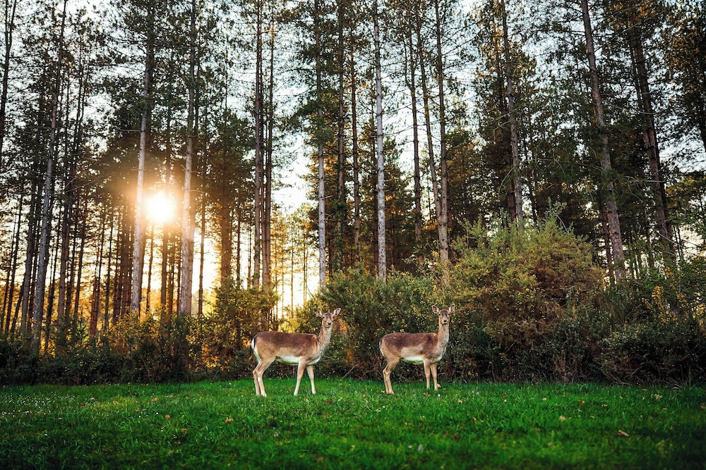 LE BOIS AUX DAIMS 44/50