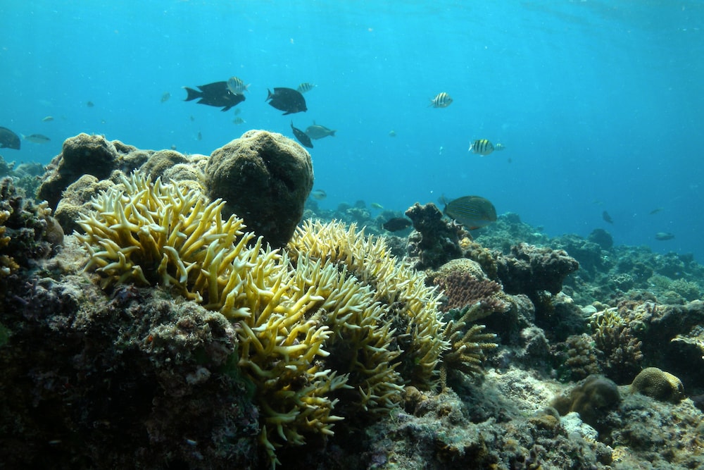 Nusa Bay Menjangan by WHM 54/58