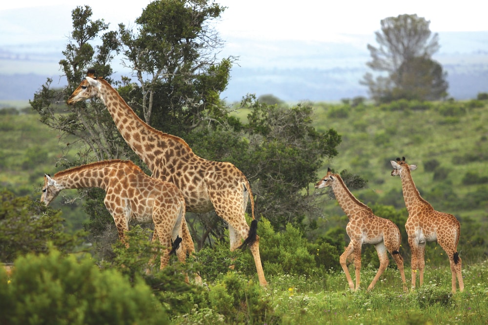 Kariega Game Reserve Main Lodge 46/50