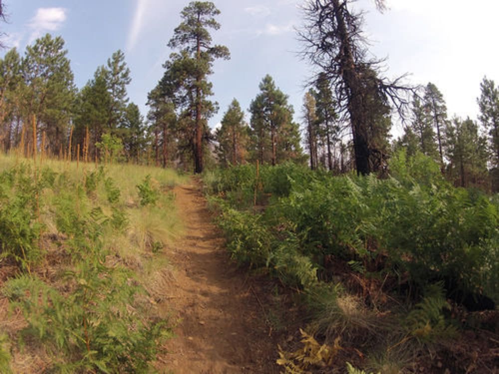 Elden Trails Bed And Breakfast 19/21
