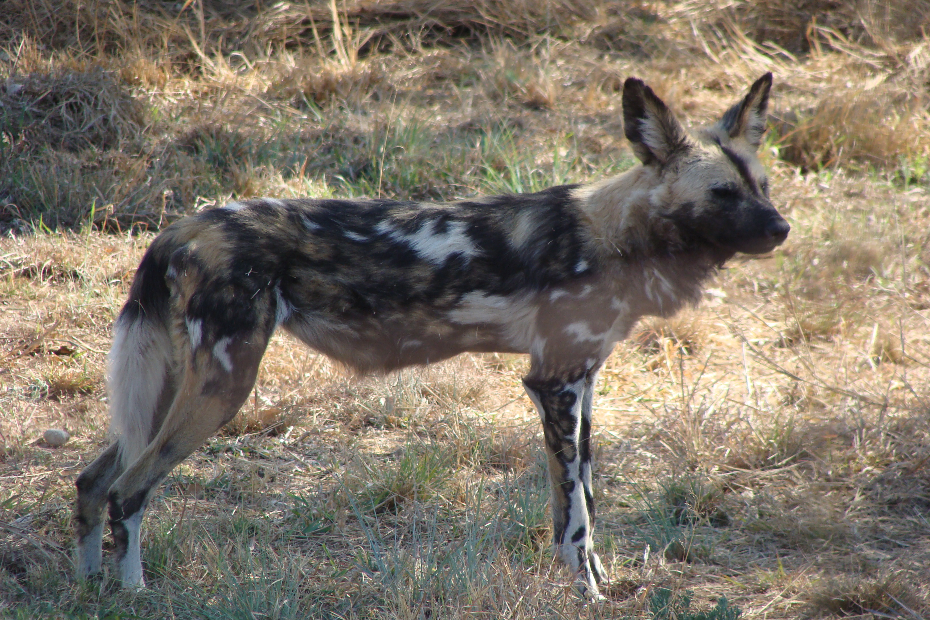 Morokolo Safari Lodge 39/82
