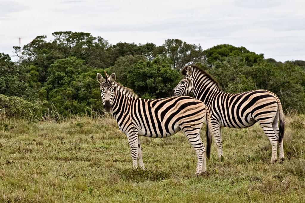 Safari Lodge- Amakhala Game Reserve 45/50