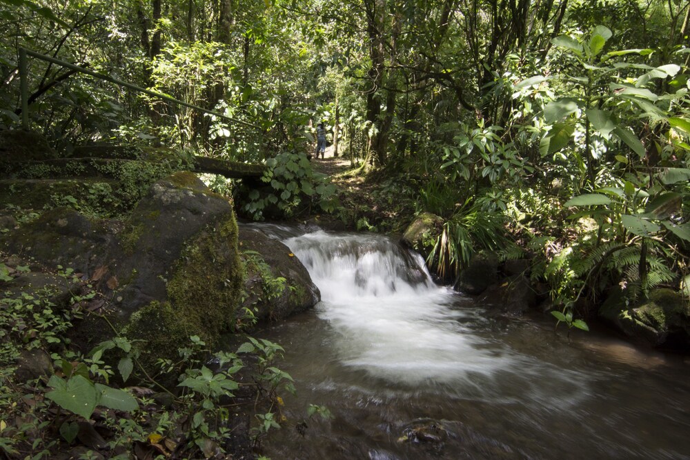 Bosque de Paz Lodge y Reserva Biologica 12/58