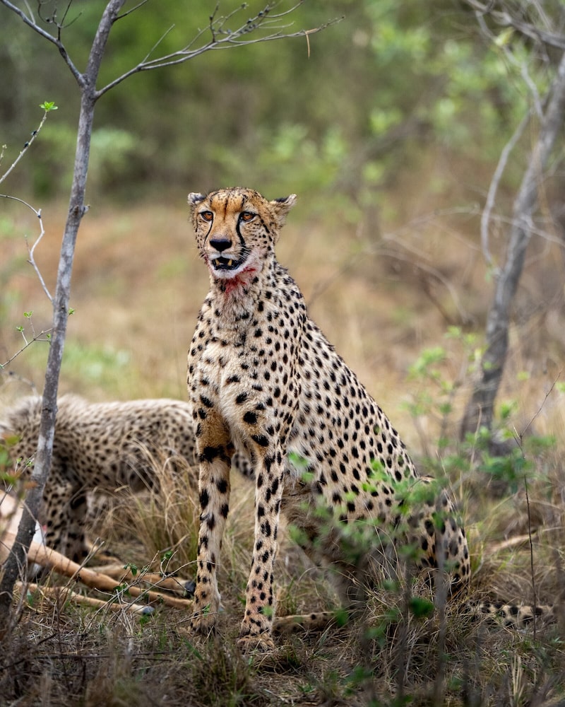 Sediba Private Game Lodge 44/50