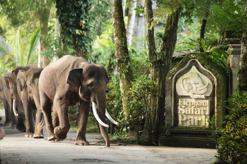 Mason Elephant Park & Lodge 21/27