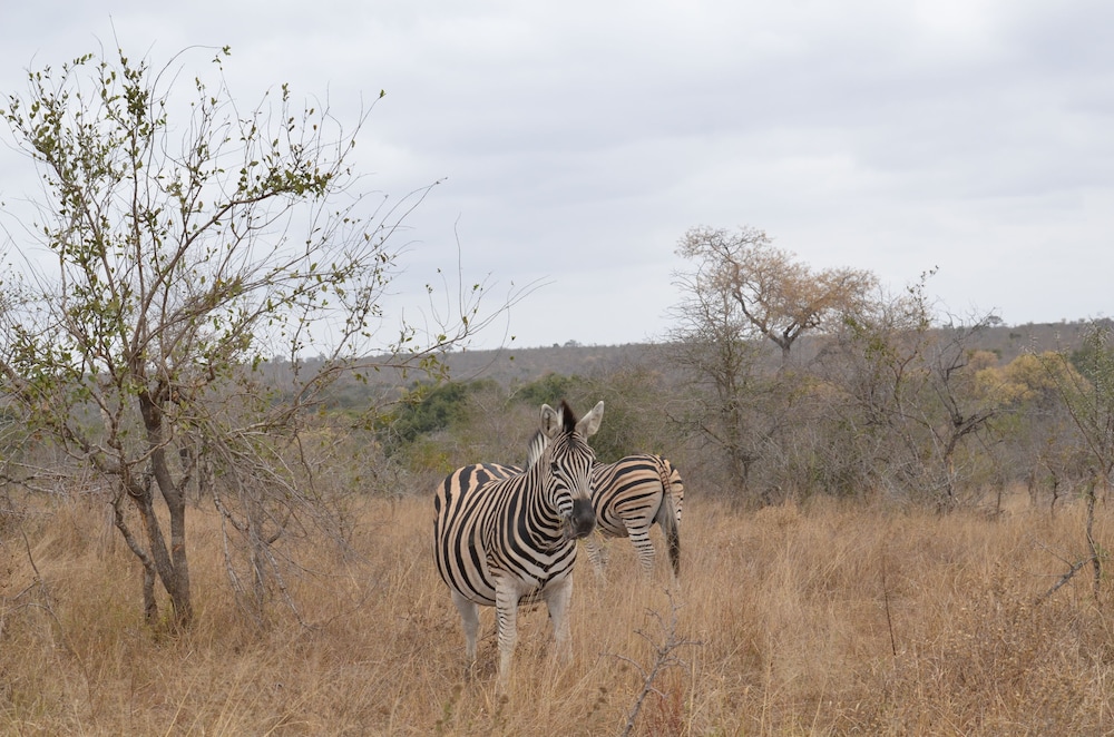 The Baobab Bush Lodge 39/50