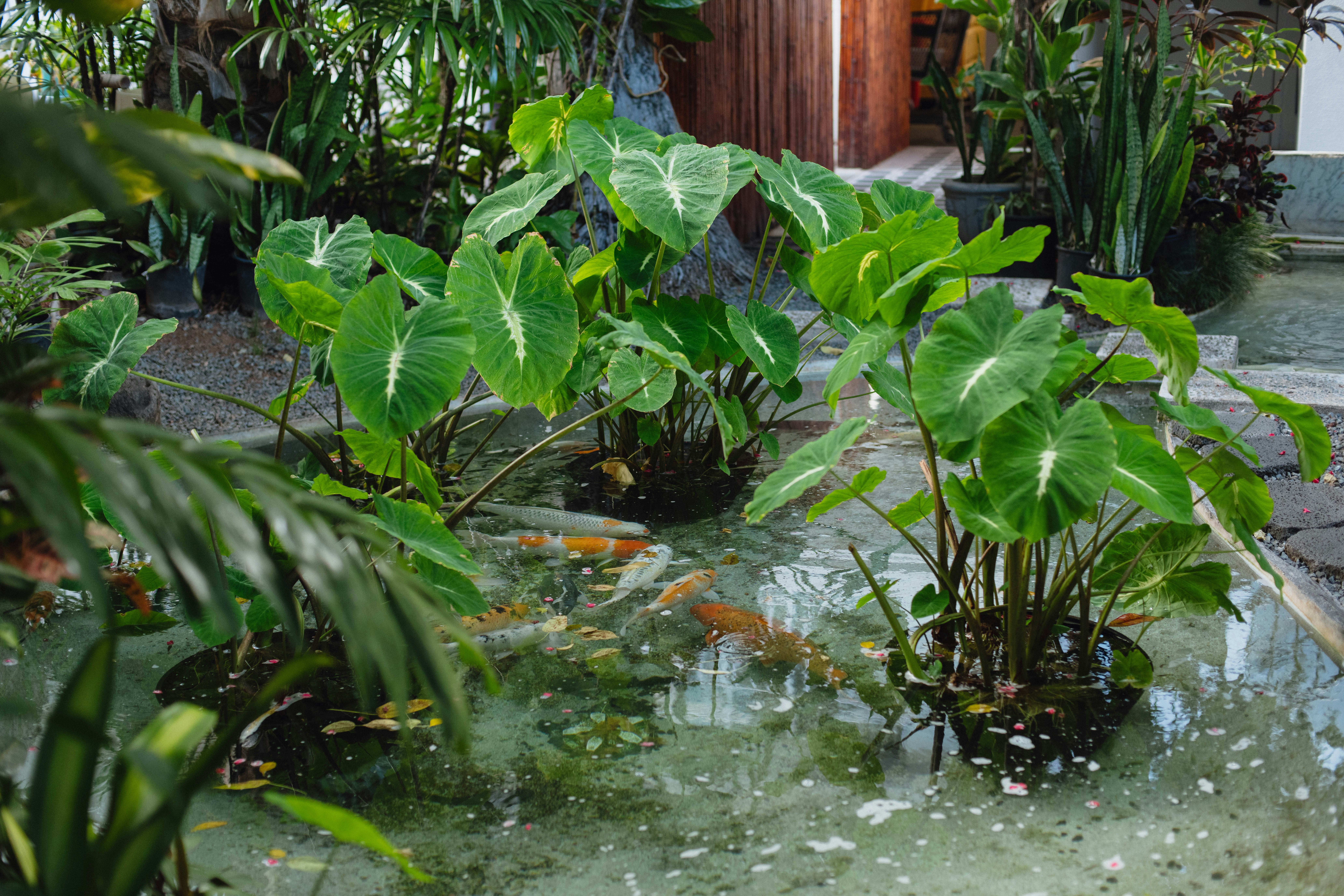 Oasis Hotel Waikiki 35/37