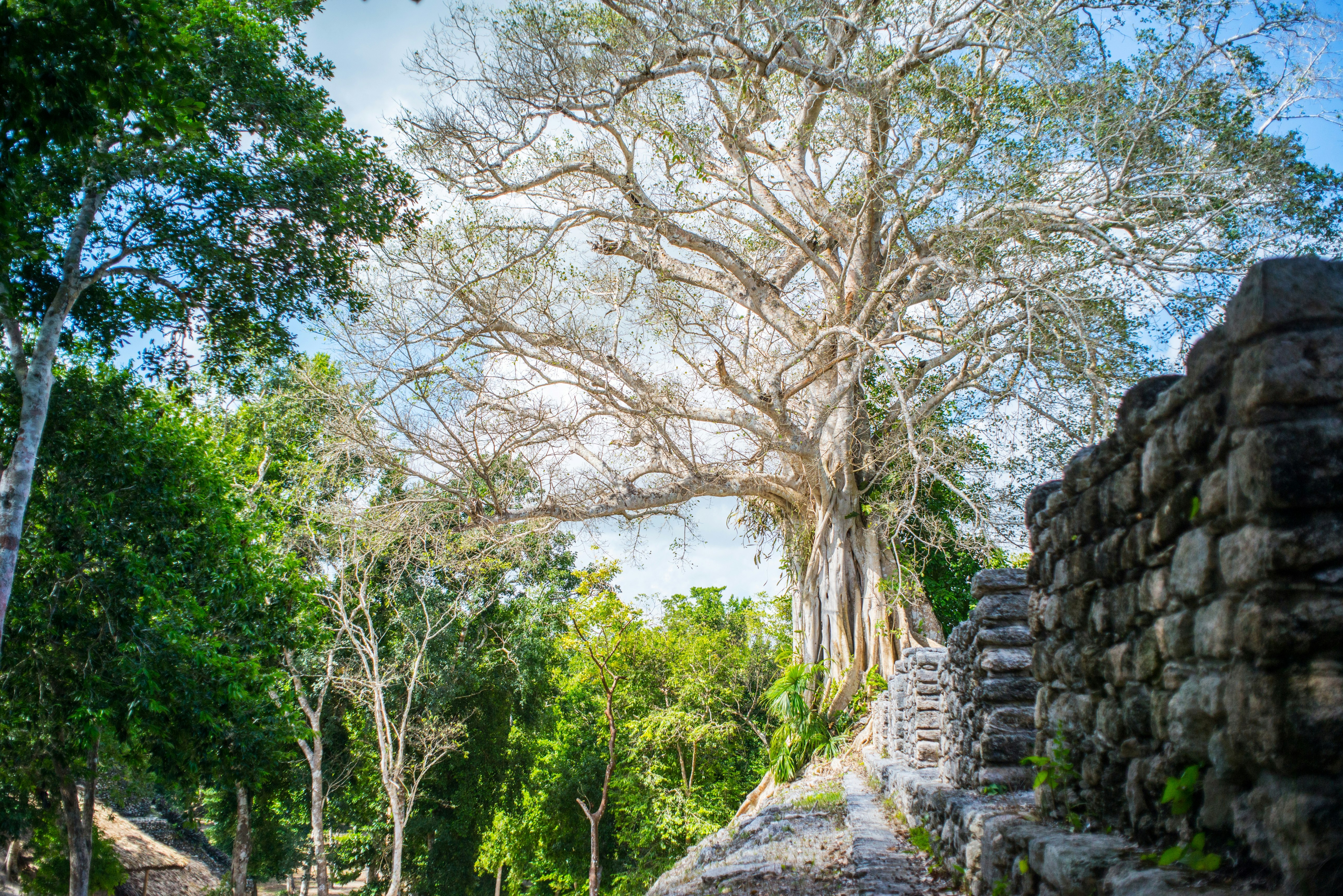 The Explorean Selva Maya Kohunlich 49/50