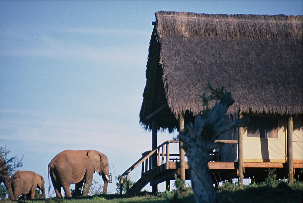 Gorah Elephant Camp 44/50