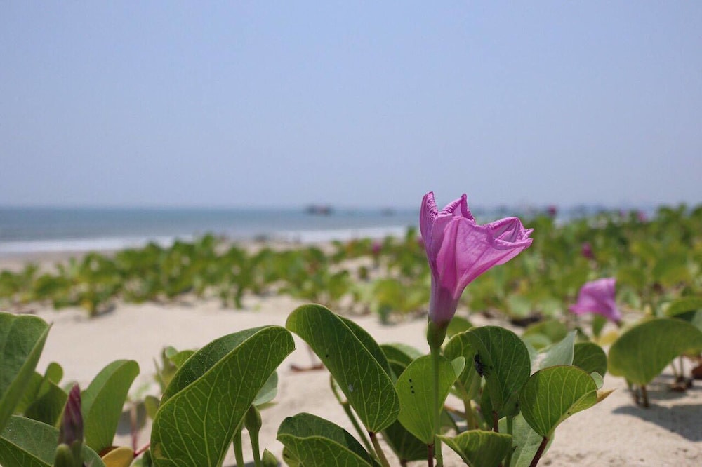 Dan Oasis Beach Hotel and Apartment 32/37