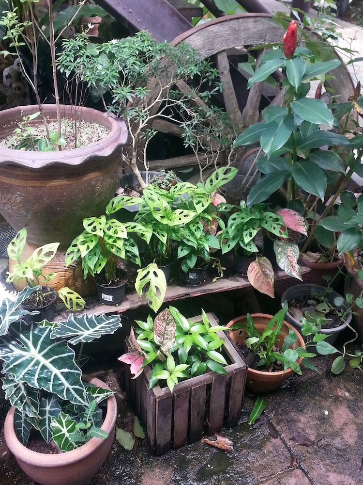 Shanti Lodge Phuket 10/58