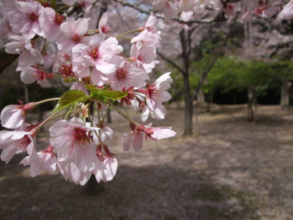 Nagomiyado Anjuann 49/50
