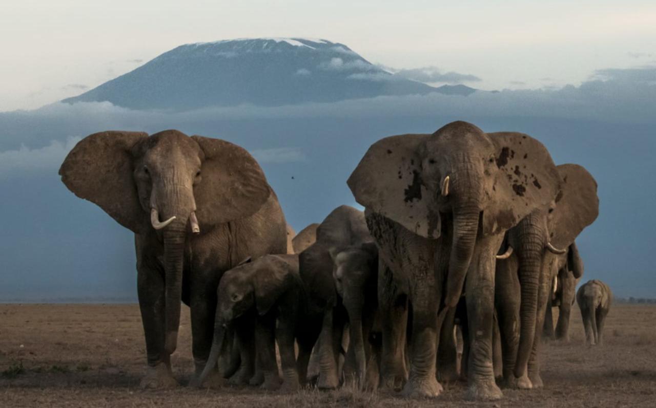 Amboseli Serena Safari Lodge 76/81