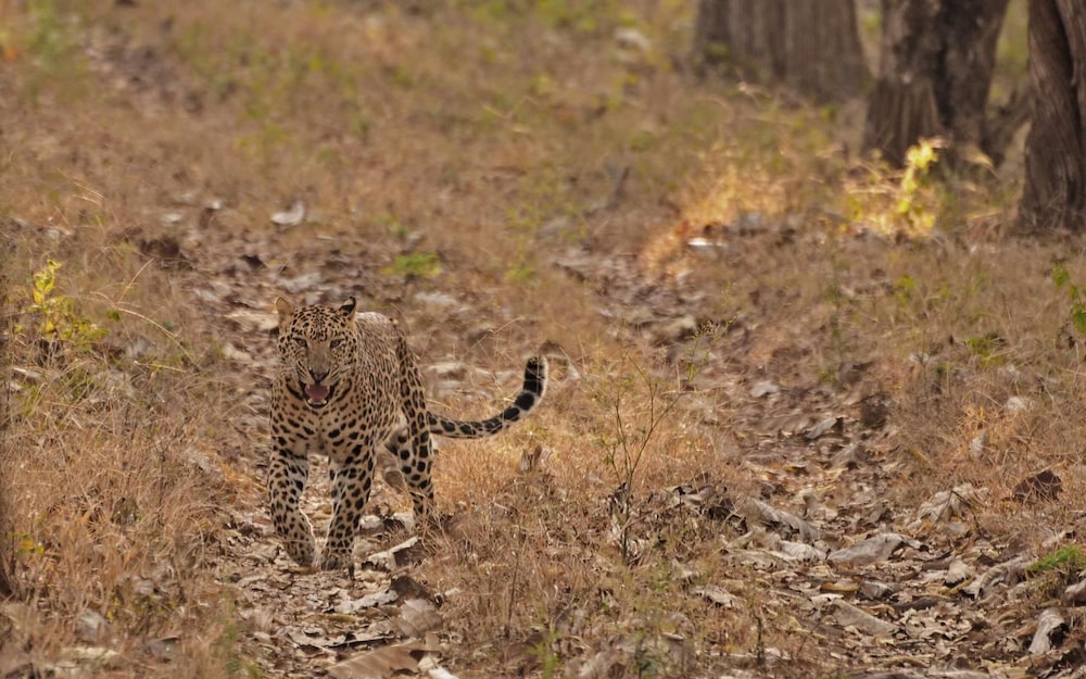 Evolve Back, Kabini 35/51