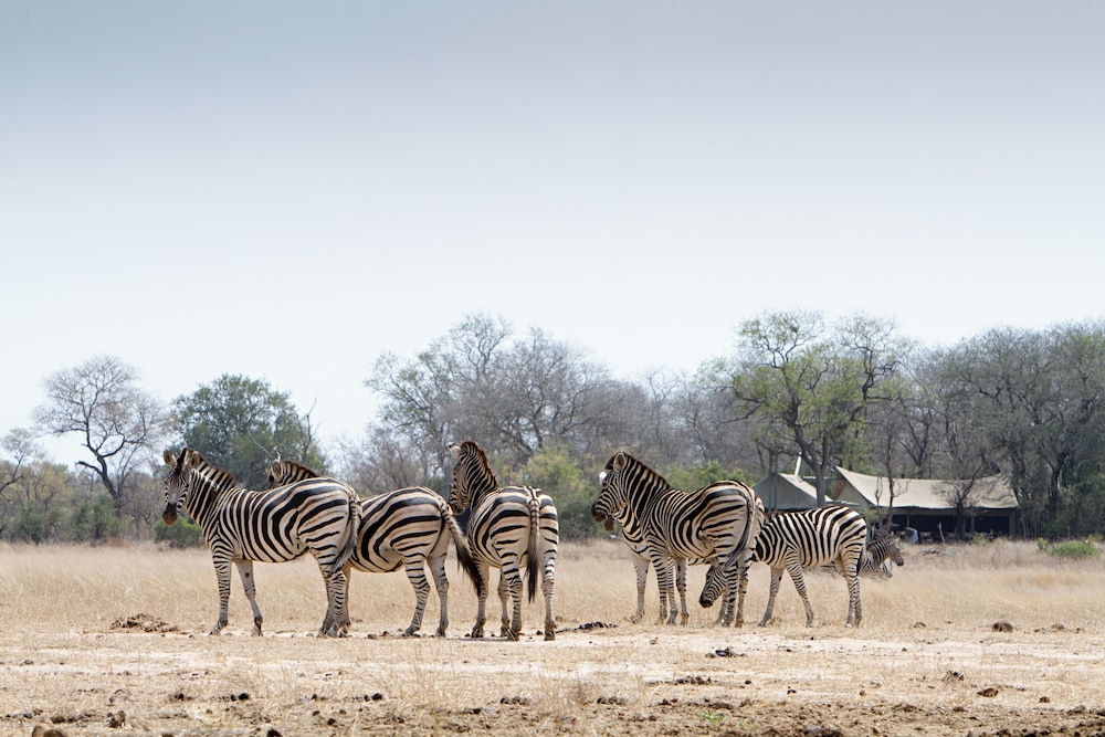Rhino Walking Safaris 20/41