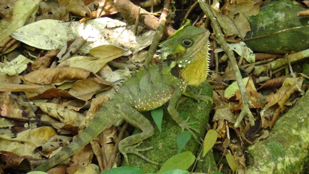 Heritage Lodge In the Daintree 52/53