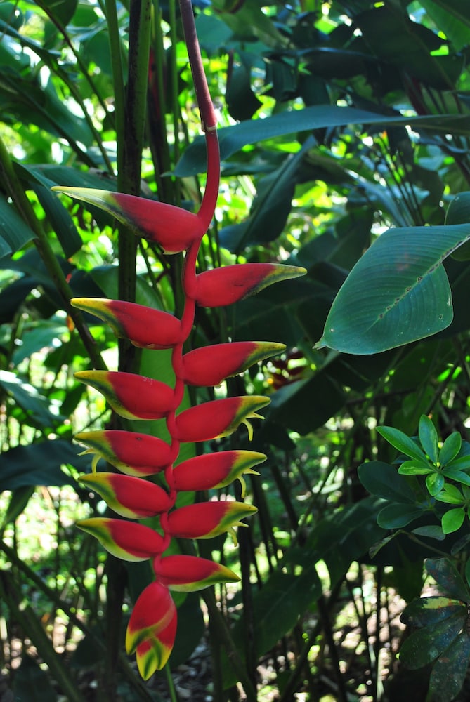 Hotel Las Orquideas 34/50