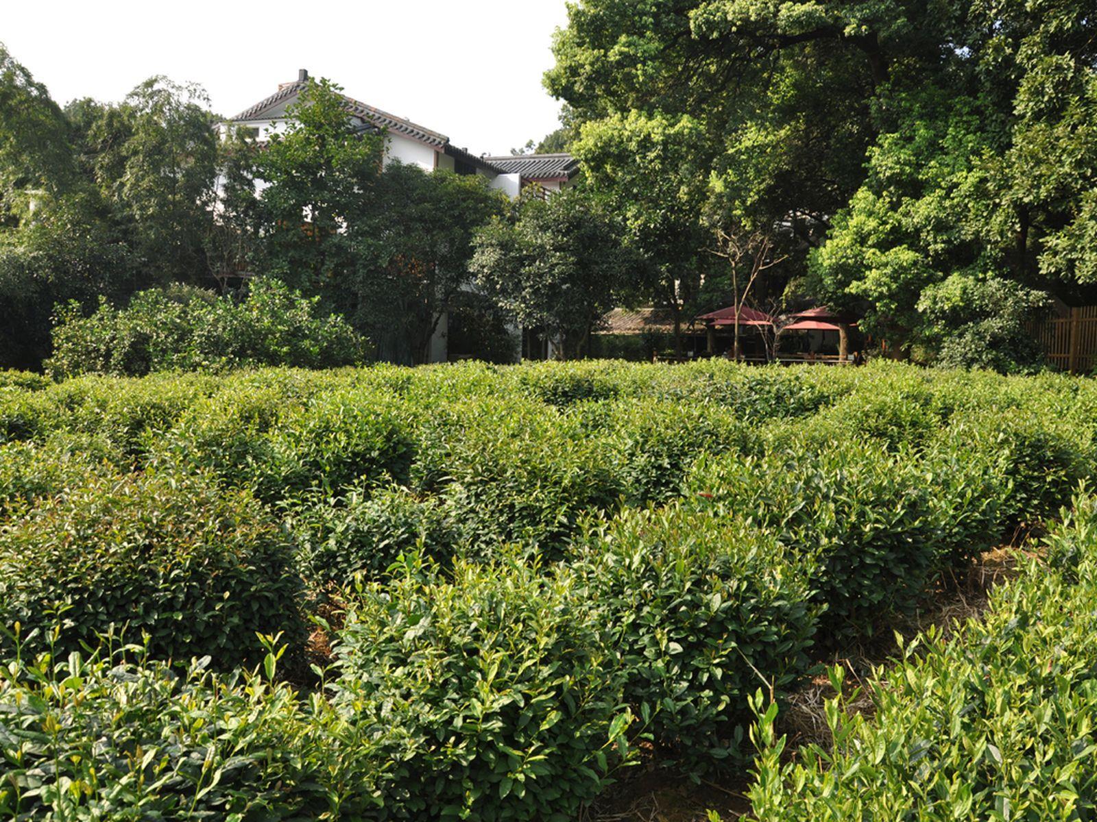 Hangzhou Xihu Tea Villa 71/79