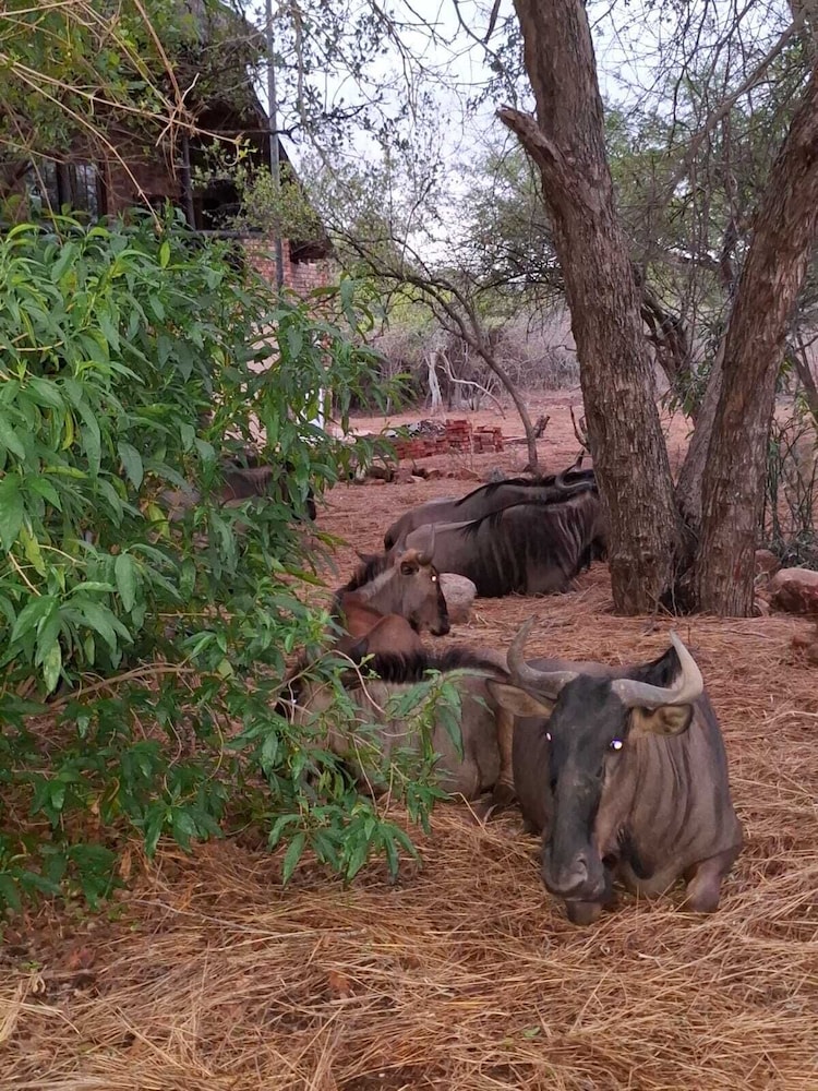 Kruger Riverside Lodge 33/50