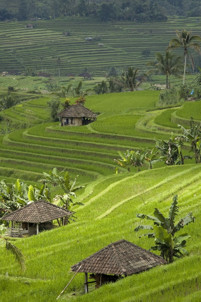 Cempaka Belimbing Villas 24/42