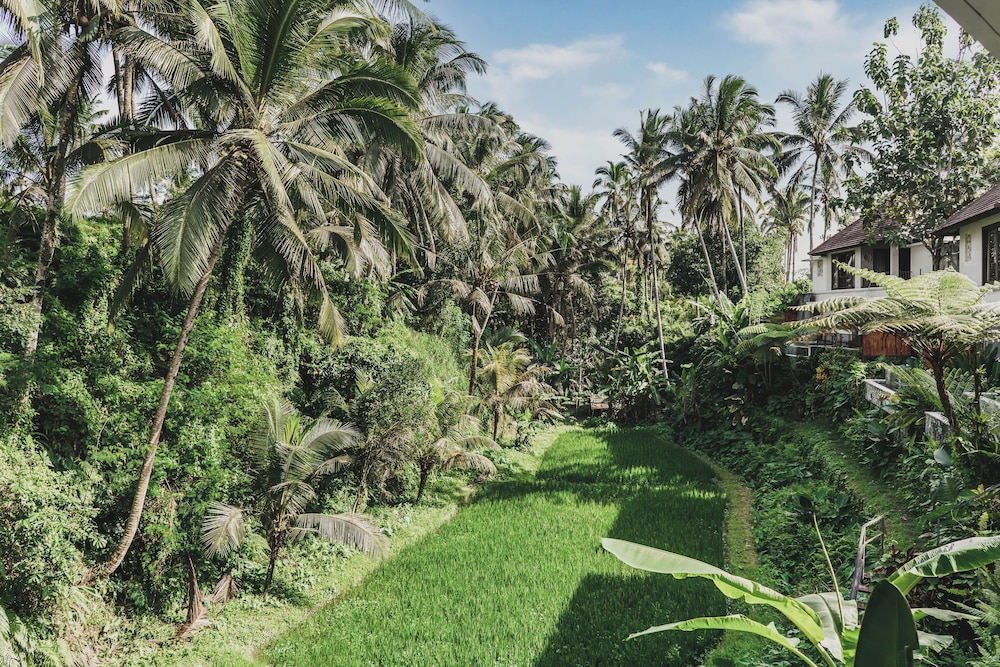 Dedary度假村Ubud by Ini Vie Hospitality(Dedary Resort Ubud by Ini Vie Hospitality) 图片4
