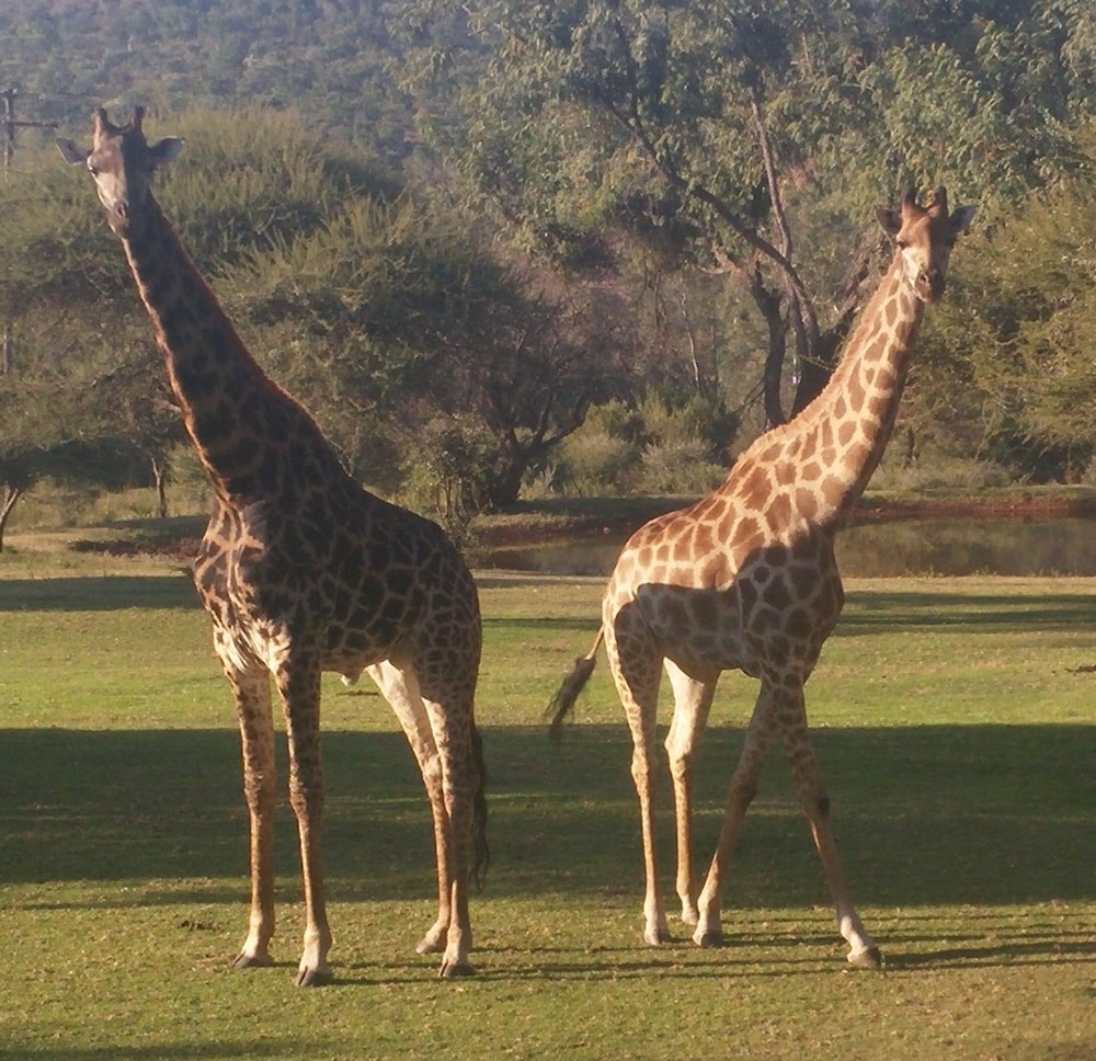 Thandile Country Lodge 7/21