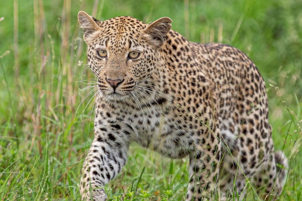 Leopard Sands Kruger Park 46/50