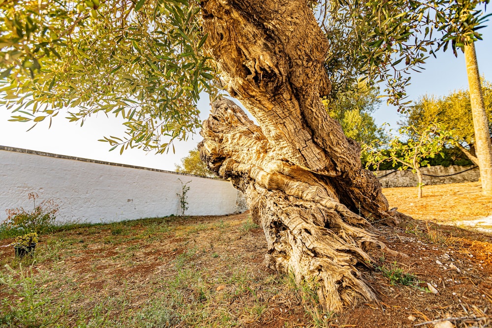Masseria Abadia Uno 54/64