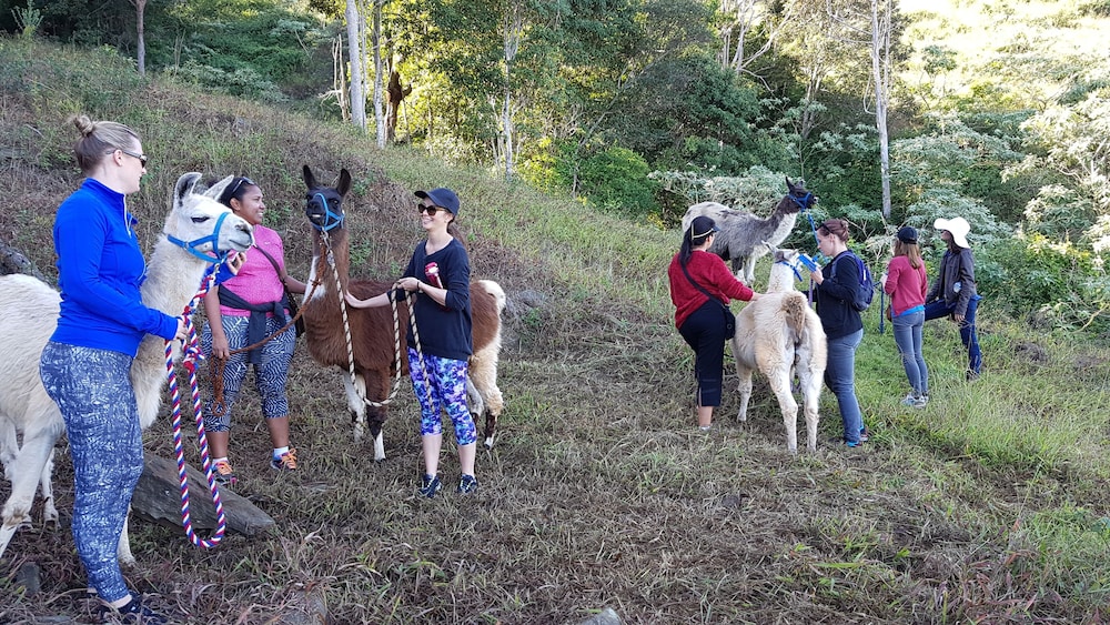 Dayboro Cottages & Llama Walks 18/35