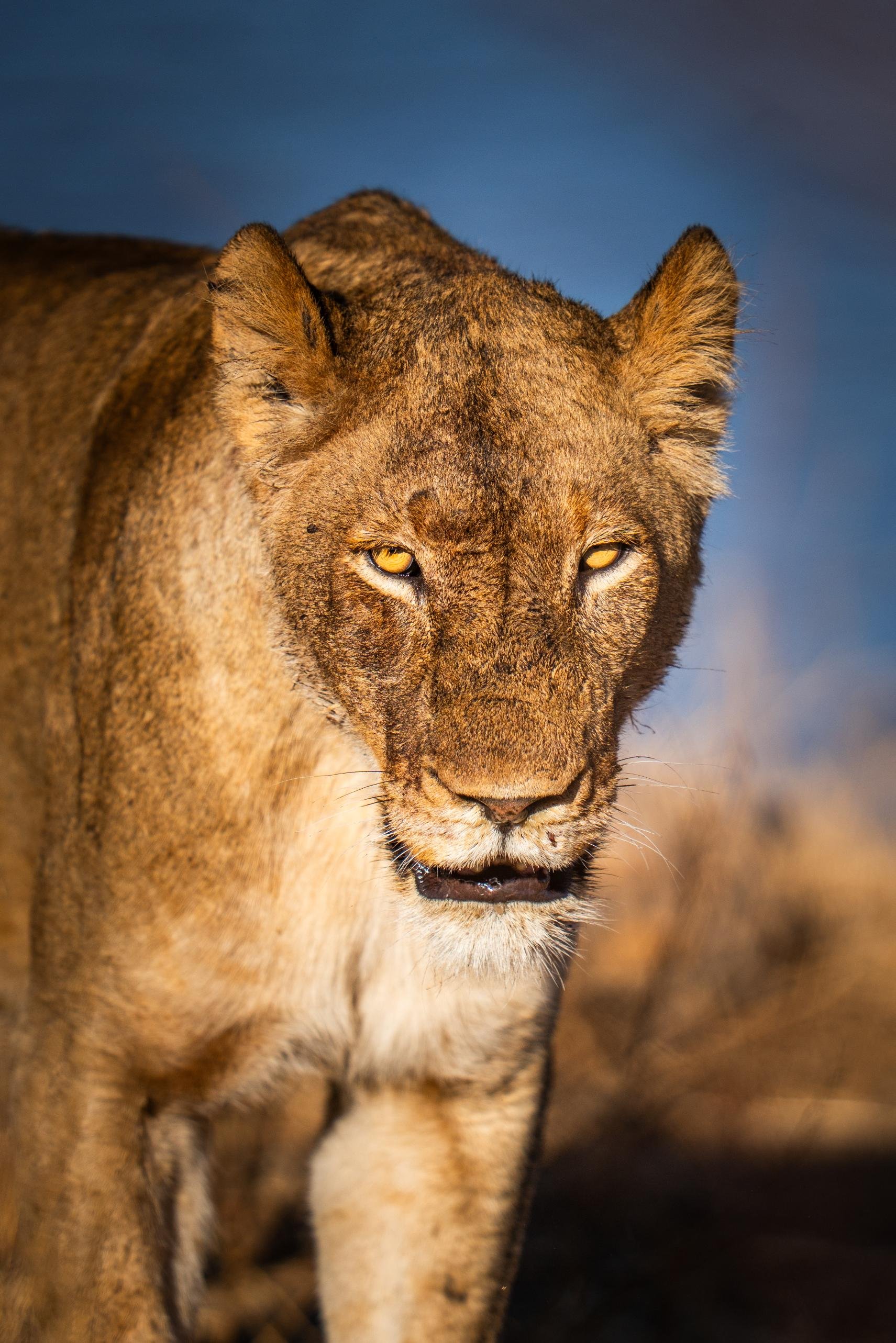 Cheetah Plains Private Game Reserve 26/96