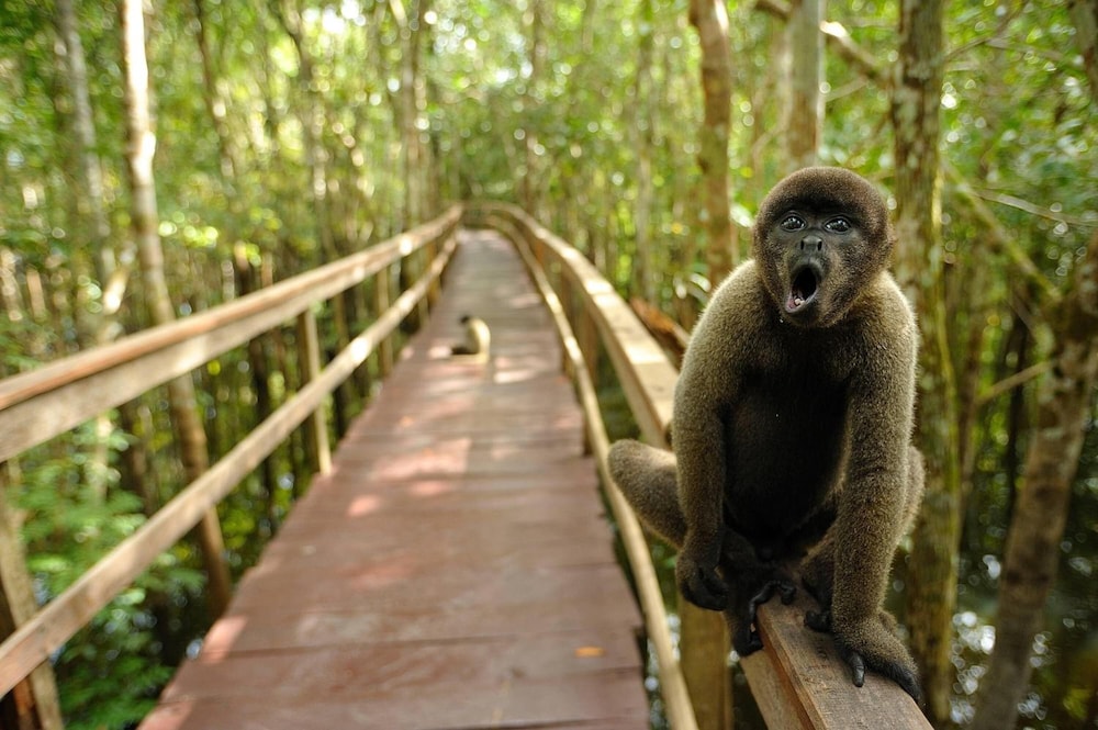 Juma Amazon Lodge 38/50