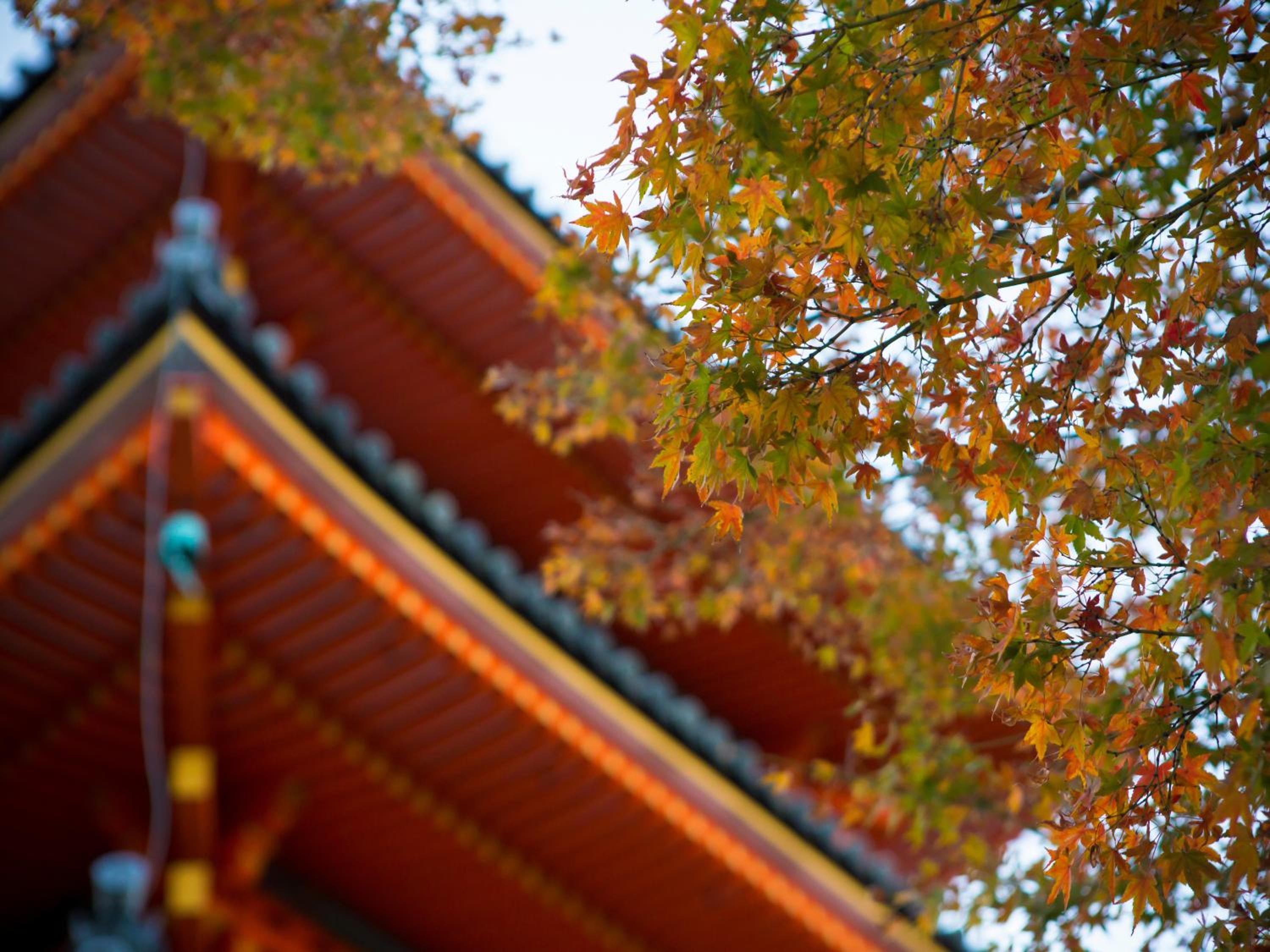 Saka Hotel Kyoto 6/50