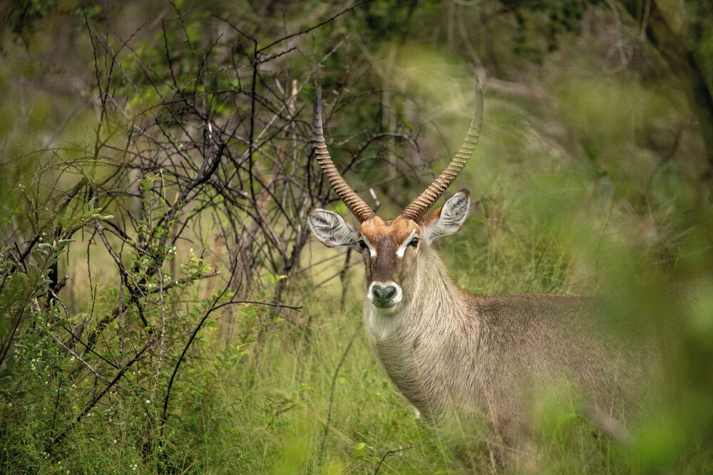 Skukuza Safari Lodge 59/65
