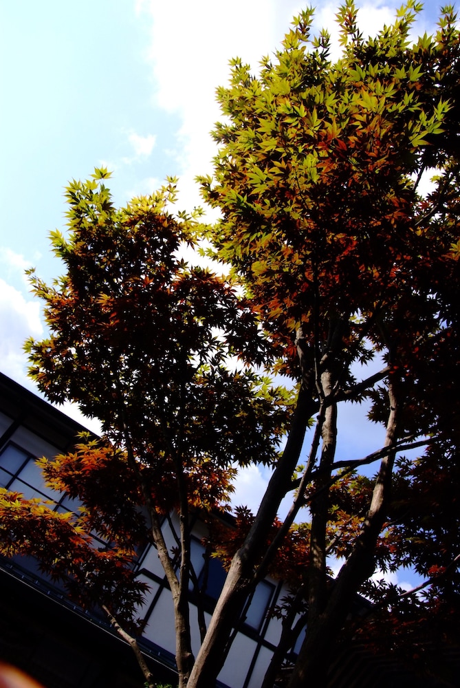ONISHIYA SUISHOEN 58/60
